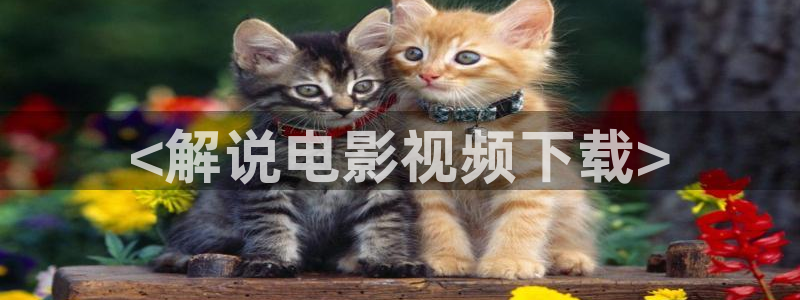 西瓜的视频